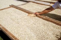 5 dry parchment coffee in sun