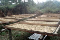 8 all january harvested coffee drying