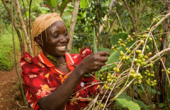 fair trade coffee in uganda